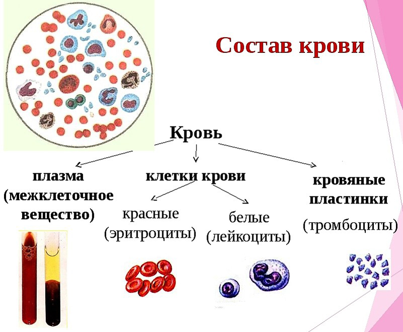 Морфологический состав крови